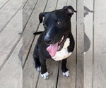Small #3 American Pit Bull Terrier Mix