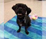 Small Shih Tzu