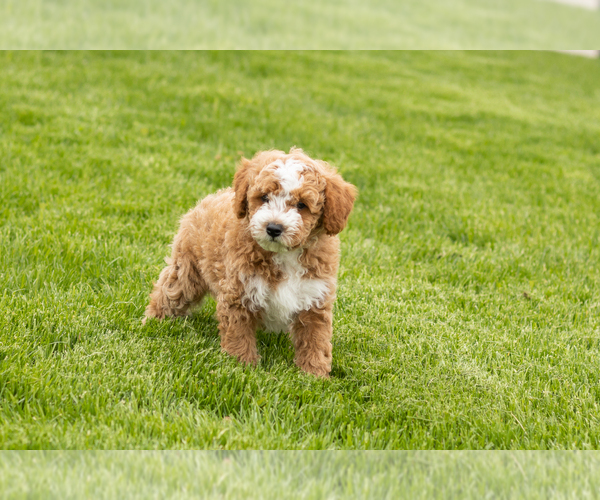 Medium Photo #2 Goldendoodle (Miniature) Puppy For Sale in WOLCOTTVILLE, IN, USA