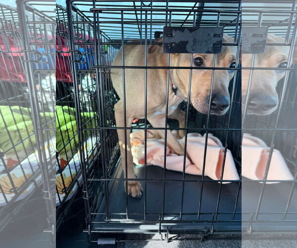 Medium Photo #8 Doberman Pinscher-Unknown Mix Puppy For Sale in Oro Medonte, Ontario, Canada