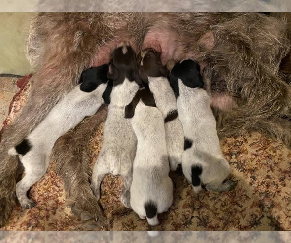 Medium Photo #18 German Wirehaired Pointer Puppy For Sale in PAOLA, KS, USA