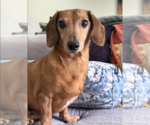 Small #1 Dachshund