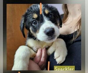 Sparkler Freedom - Female Labrador Retriever-Unknown Mix Dog for Adoption - Photo #3