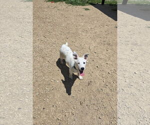 Mutt Dogs for adoption in Maquoketa, IA, USA