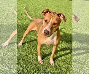 Brunswick - Male Mutt Dog for Adoption - Photo #2