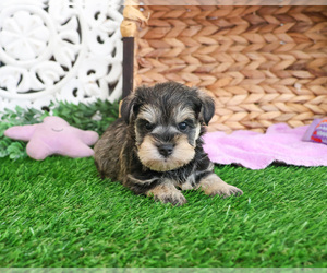 Schnauzer (Miniature) Puppy for sale in SYRACUSE, IN, USA