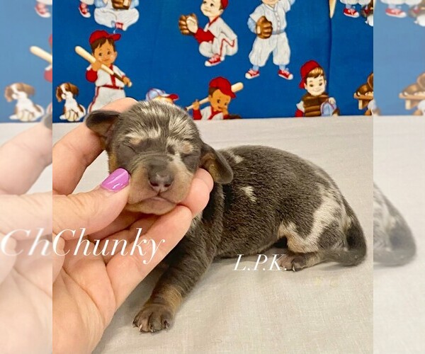Medium Photo #1 Dachshund Puppy For Sale in WINNSBORO, LA, USA