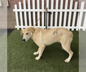 Great Pyrenees-Unknown Mix Dogs for adoption in Modesto, CA, USA