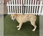 A615595 - Male Great Pyrenees-Unknown Mix Dog for Adoption - Small photo