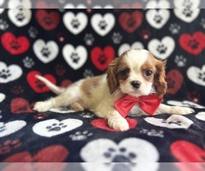 Cavalier King Charles Spaniel Puppy for sale in LAKELAND, FL, USA