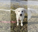 Small Photo #14 Great Pyrenees Puppy For Sale in CANOGA, NY, USA