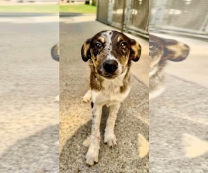 Medium Australian Shepherd Mix