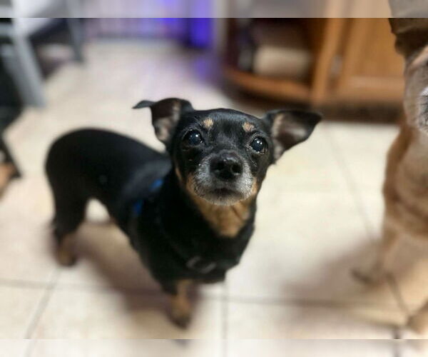 Medium Photo #2 Chihuahua Puppy For Sale in Walnutport, PA, USA