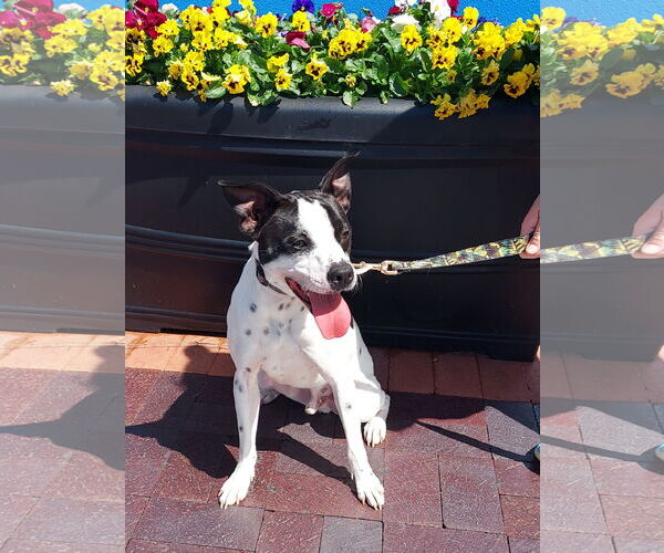 Medium Photo #27 Rat Terrier-Unknown Mix Puppy For Sale in Columbus, IN, USA