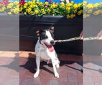 Small #26 Rat Terrier Mix