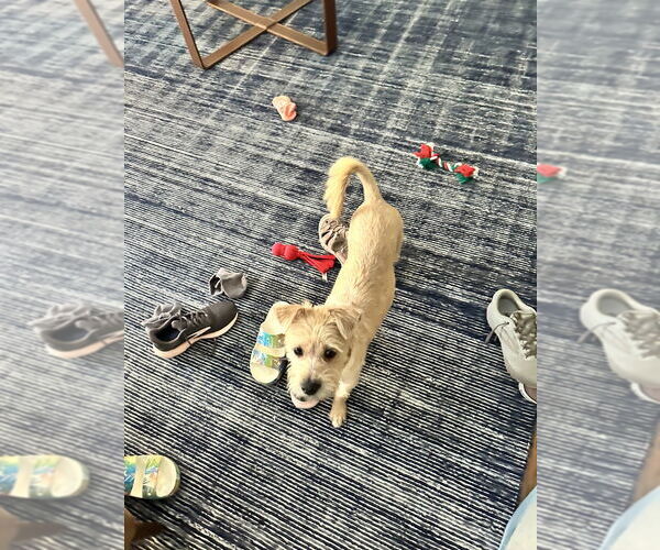 Medium Photo #3 Cairn Terrier-Unknown Mix Puppy For Sale in Lakewood, CO, USA