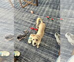 Small #2 Cairn Terrier Mix