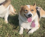 Small Photo #1 Pembroke Welsh Corgi Puppy For Sale in MERIDIAN, TX, USA