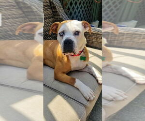 Violet Beauregarde Lonestar - Female Boxer-Unknown Mix Dog for Adoption - Photo #21