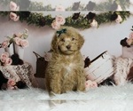 Puppy 0 Goldendoodle (Miniature)