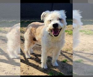 Boxer-Unknown Mix Dogs for adoption in Silver Spring, MD, USA