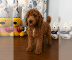 Small #3 Goldendoodle mix (+ Poodle Miniature)
