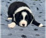 Puppy Girl 3 Australian Shepherd