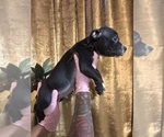 Small Photo #58 American Bully Puppy For Sale in SEVERN, MD, USA