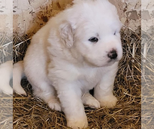 Medium Photo #1 Great Pyrenees Puppy For Sale in MARTIN, GA, USA