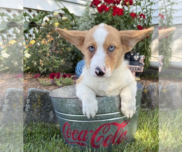 Medium Photo #2 Pembroke Welsh Corgi Puppy For Sale in MIDDLEBURY, IN, USA