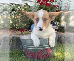 Small #1 Pembroke Welsh Corgi