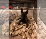 Small Photo #39 Belgian Malinois Puppy For Sale in HARKER HEIGHTS, TX, USA
