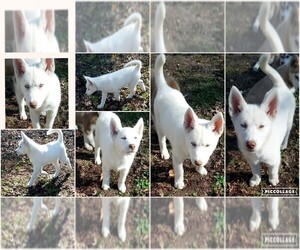 Siberian Husky Puppy for sale in BELLE, MO, USA