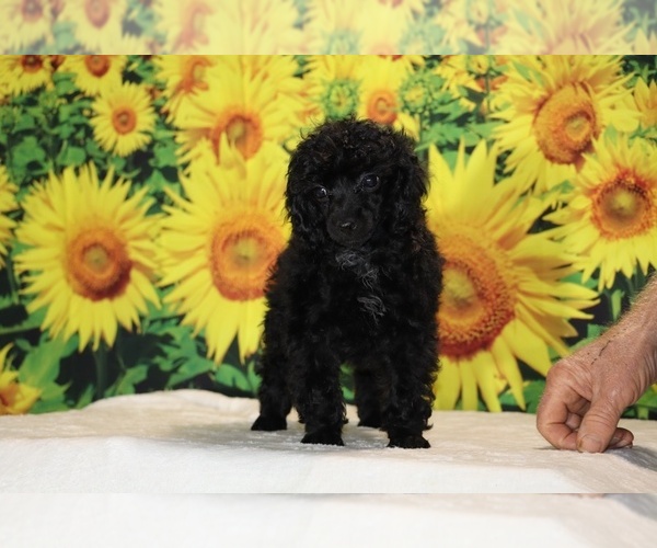 Medium Photo #28 Poodle (Toy) Puppy For Sale in DYERSBURG, TN, USA