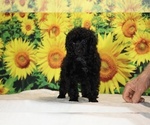 Pedro - Male Poodle (Toy) Puppy for Sale - Photo #28