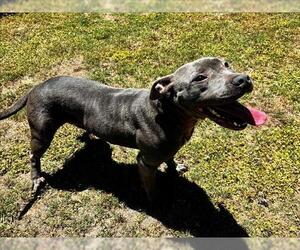 Mutt Dogs for adoption in Grovetown, GA, USA