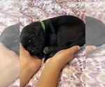 Small Photo #16 Labrador Retriever Puppy For Sale in MANTECA, CA, USA