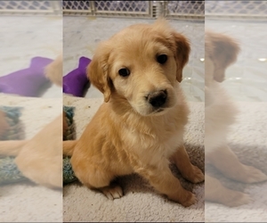 Golden Retriever-Goldendoodle Mix Puppy for sale in MERIDIAN, ID, USA