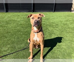 American Pit Bull Terrier-Unknown Mix Dogs for adoption in Orange, CA, USA