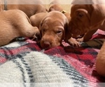 Small Photo #6 Vizsla Puppy For Sale in SANTA CLARITA, CA, USA