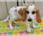 Small #3 Beagle