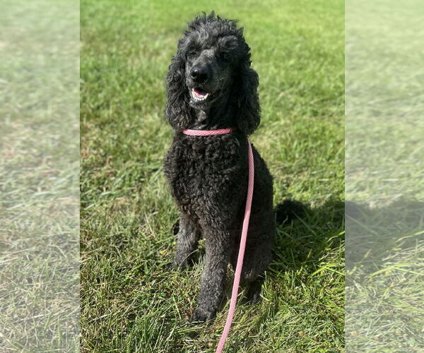 Medium Photo #1 Poodle (Standard) Puppy For Sale in Pacolet, SC, USA