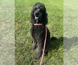Poodle (Standard) Dogs for adoption in Pacolet, SC, USA