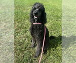 Small Poodle (Standard)