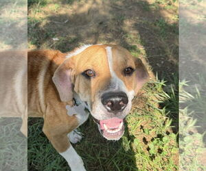 Beagle-Unknown Mix Dogs for adoption in Sykesville, MD, USA