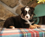 Small Photo #3 Miniature Australian Shepherd Puppy For Sale in WESTFIELD, MA, USA