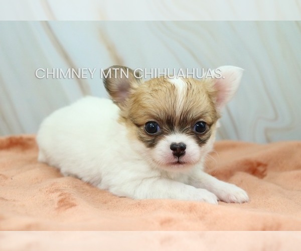 Medium Photo #1 Chihuahua Puppy For Sale in MUSKOGEE, OK, USA