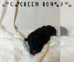 Puppy Green Boy Aussiedoodle Miniature