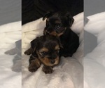 Small Photo #1 Yorkshire Terrier Puppy For Sale in GILROY, CA, USA