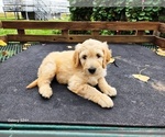 Small #3 Goldendoodle